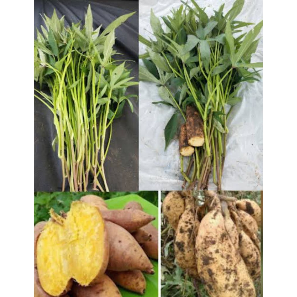 [PROMO]✓Cutting Stek Bibit Ubi Cilembu Madu bibit umbi Cilembu Super(Simanis legit PULEN)isi 100pcs 