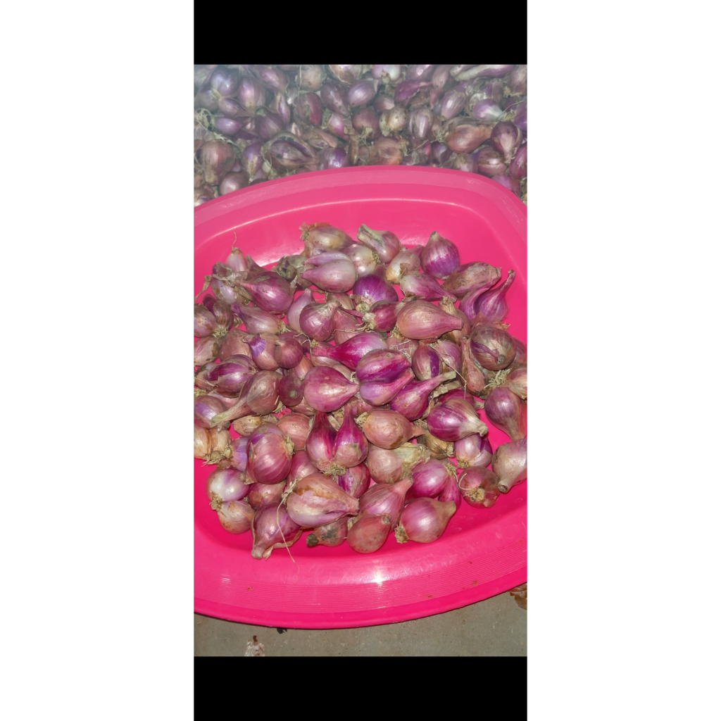 

Bawang Merah Size Tanggung Kecil kemasan 1000gr