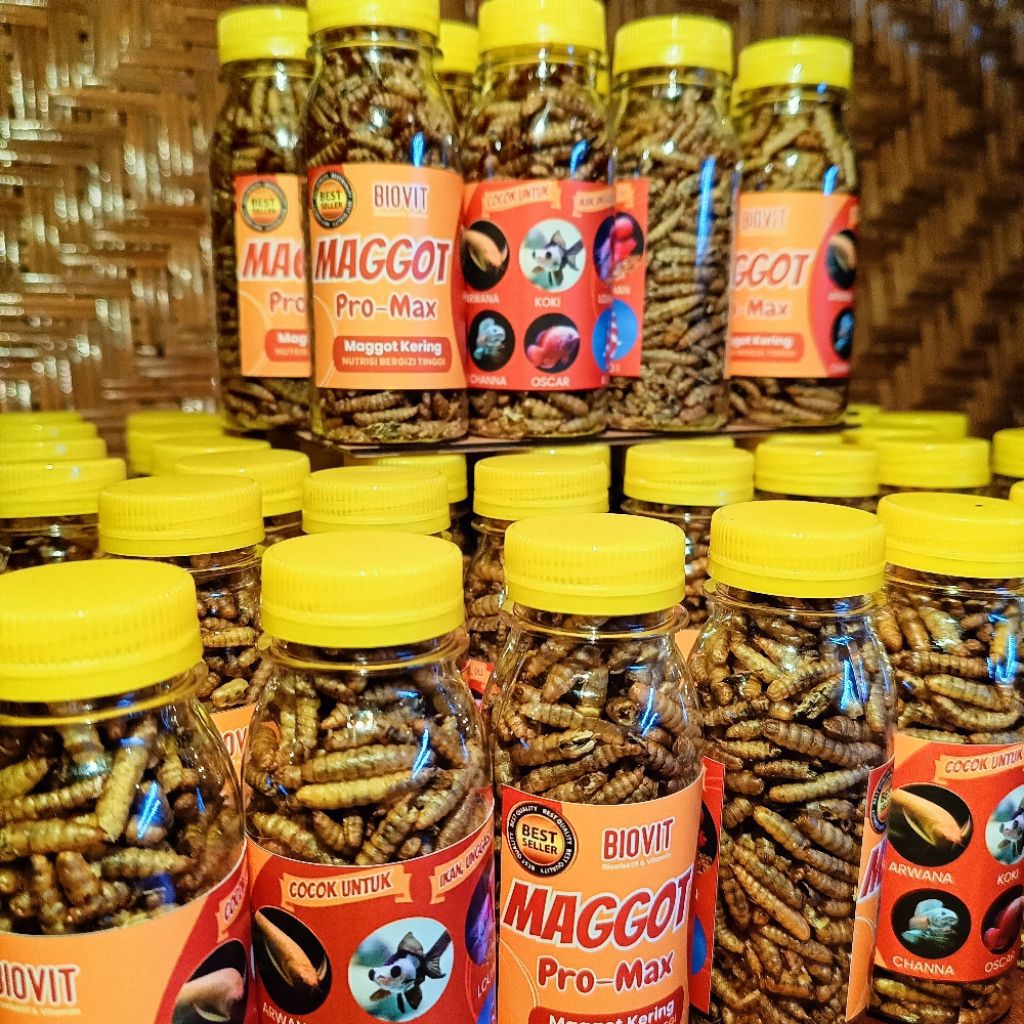 MAGGOT KERING PAKAN IKAN PREDATOR