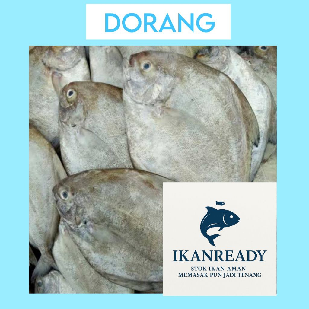 

Ikan Dorang Segar Utuh 1Kg – Siap Masak | IkanReady | Ikan Dorang Putih Bersih