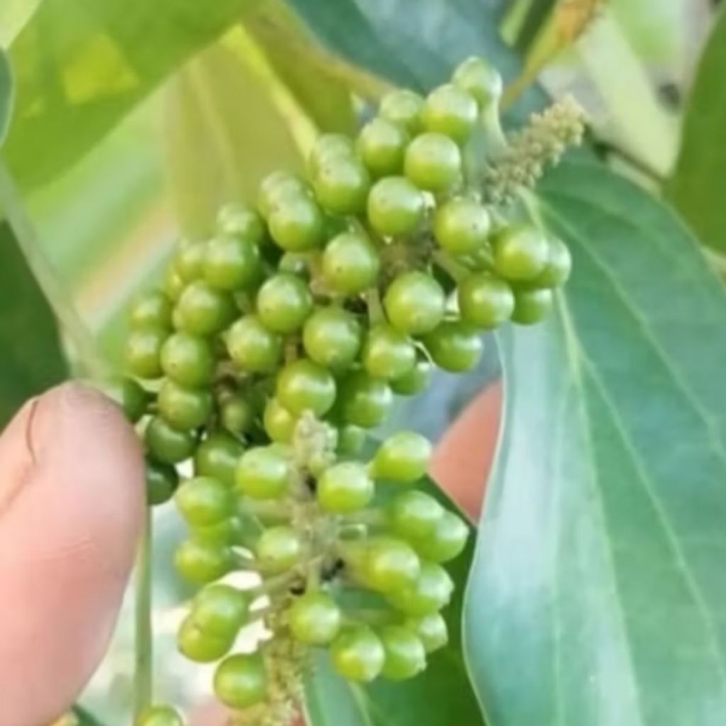 

500gram buah kemukus muda segar