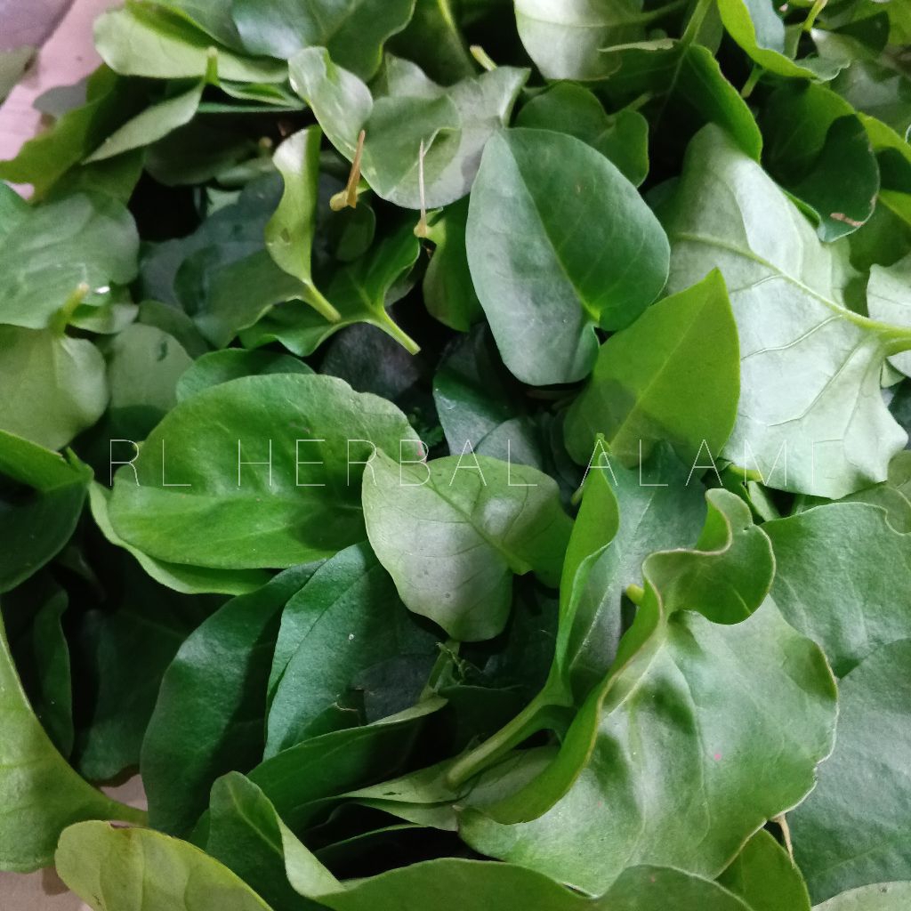 

PAKET HEMAT !!! Daun binahong hijau segar - 300 gram