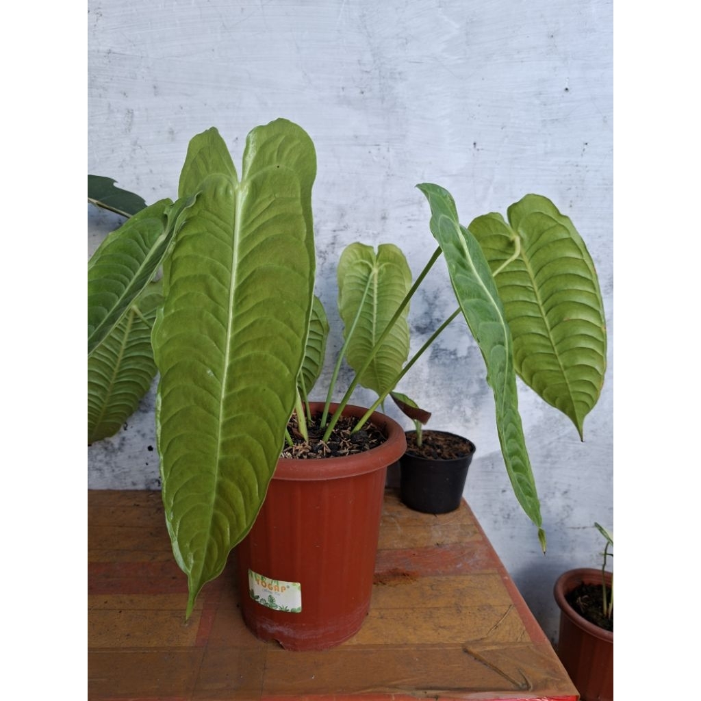 anthurium veitchii super narrow