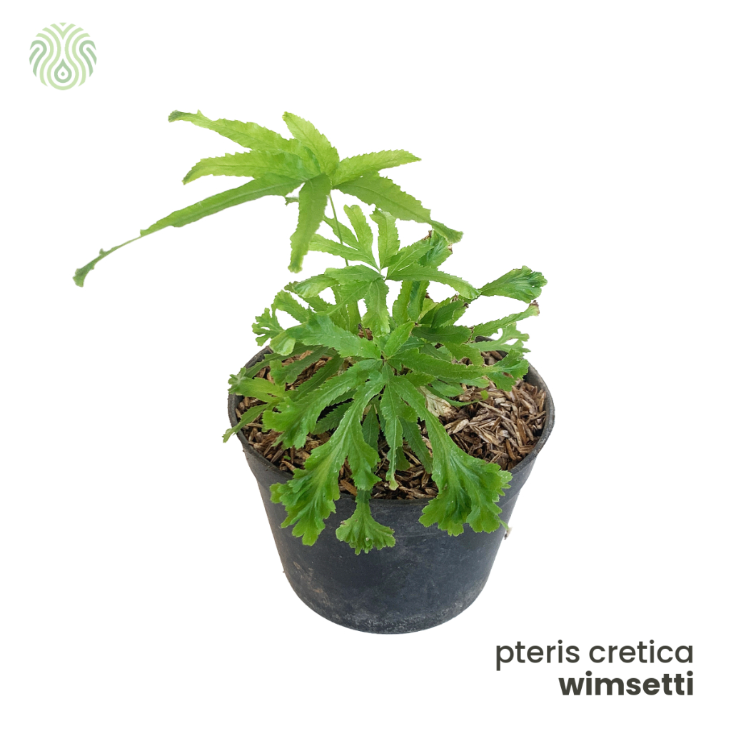 Pteris Cretica Wimsetti – Tanaman Paku Hias Unik untuk Terrarium & Indoor / fern