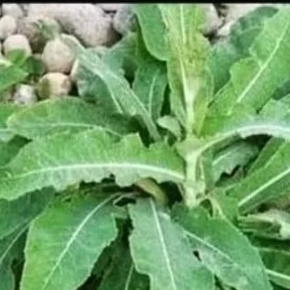 

Tempuyung segar kaya mnpaat 200 grm