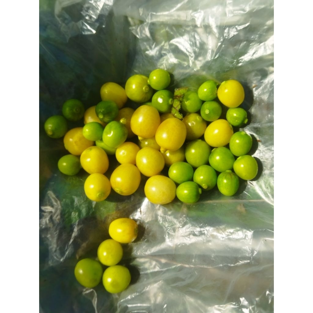 

buah ciplukan segar 250g