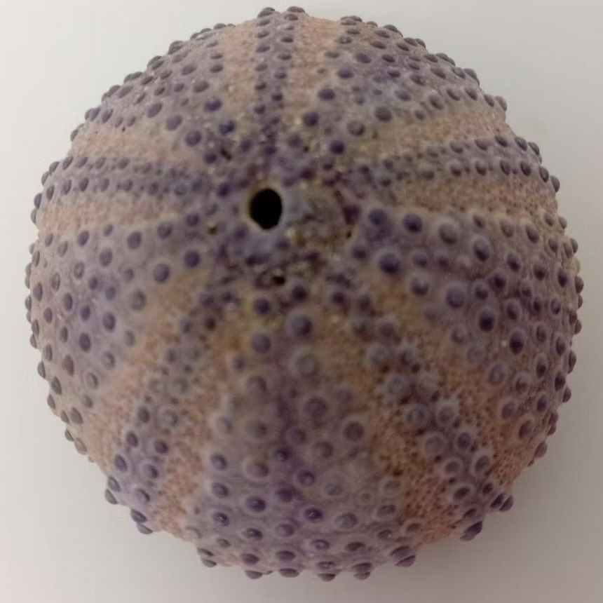 Cangkang Kerang Bulu Babi Ungu