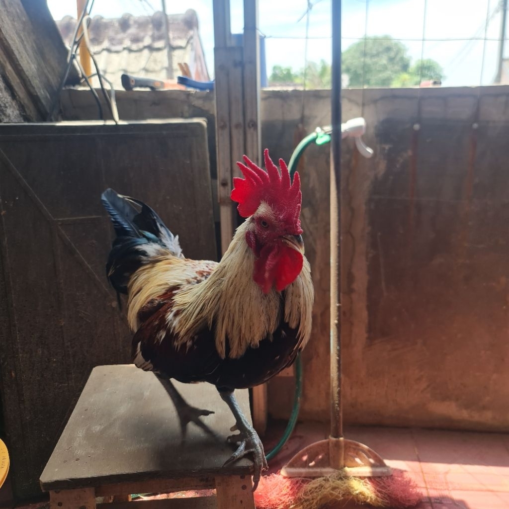 

Ayam Kampung KUB Jantan Usia ±7 Bulan | Harus Pilih Kurir GoSend |