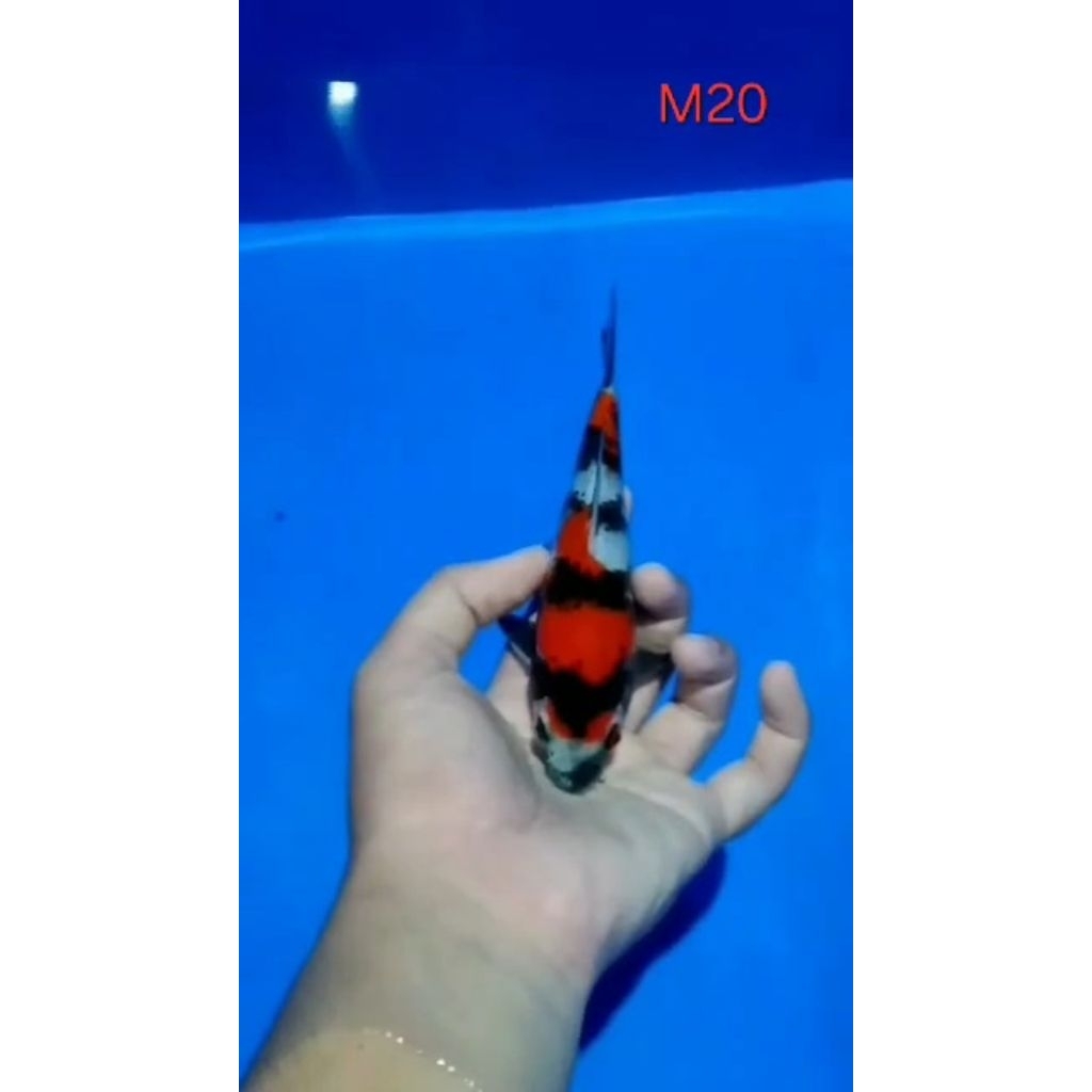 Ikan Koi Blitar Showa Sanshoku HQ Male 25cm