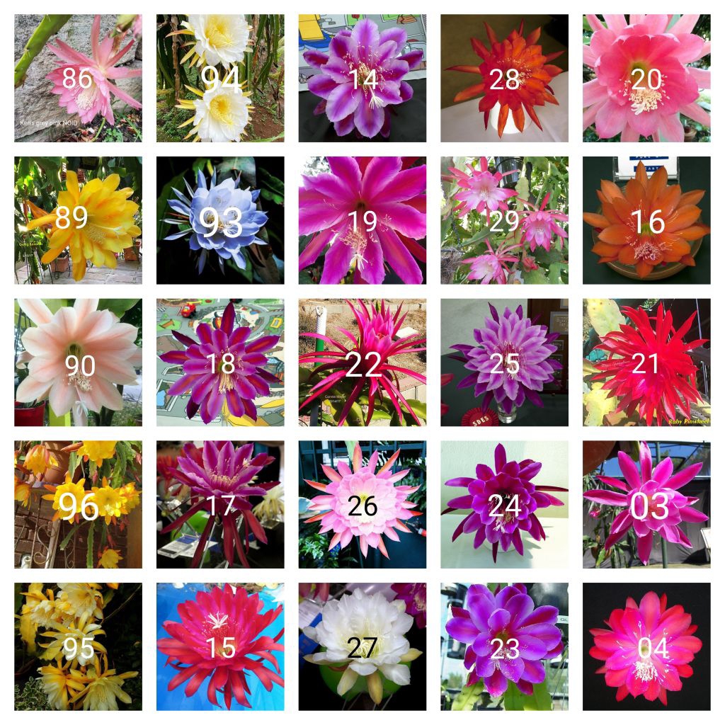 Tanaman hias gantung Wijaya kusuma paket 25 macam jenis bunga