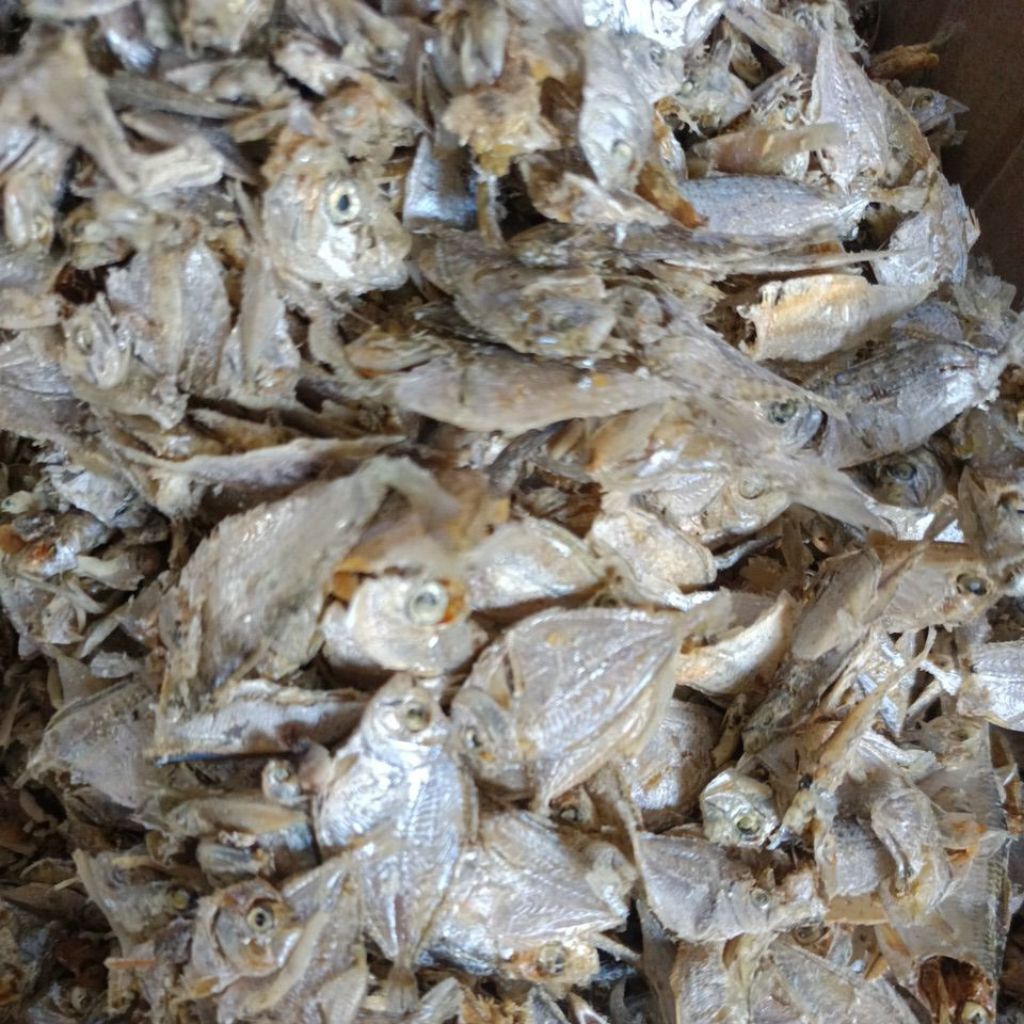 

ikan sampah petek medan tanjung balai