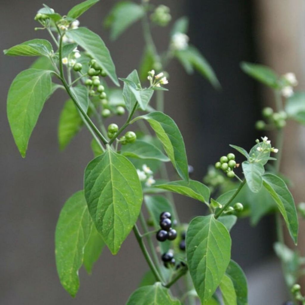 bibit leunca| bibit lalaban leunca fresh siap tanam