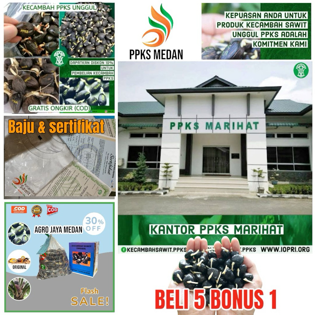 Bibit Benih Kecambah sawit PPKS Medan Unggul bersertifikat