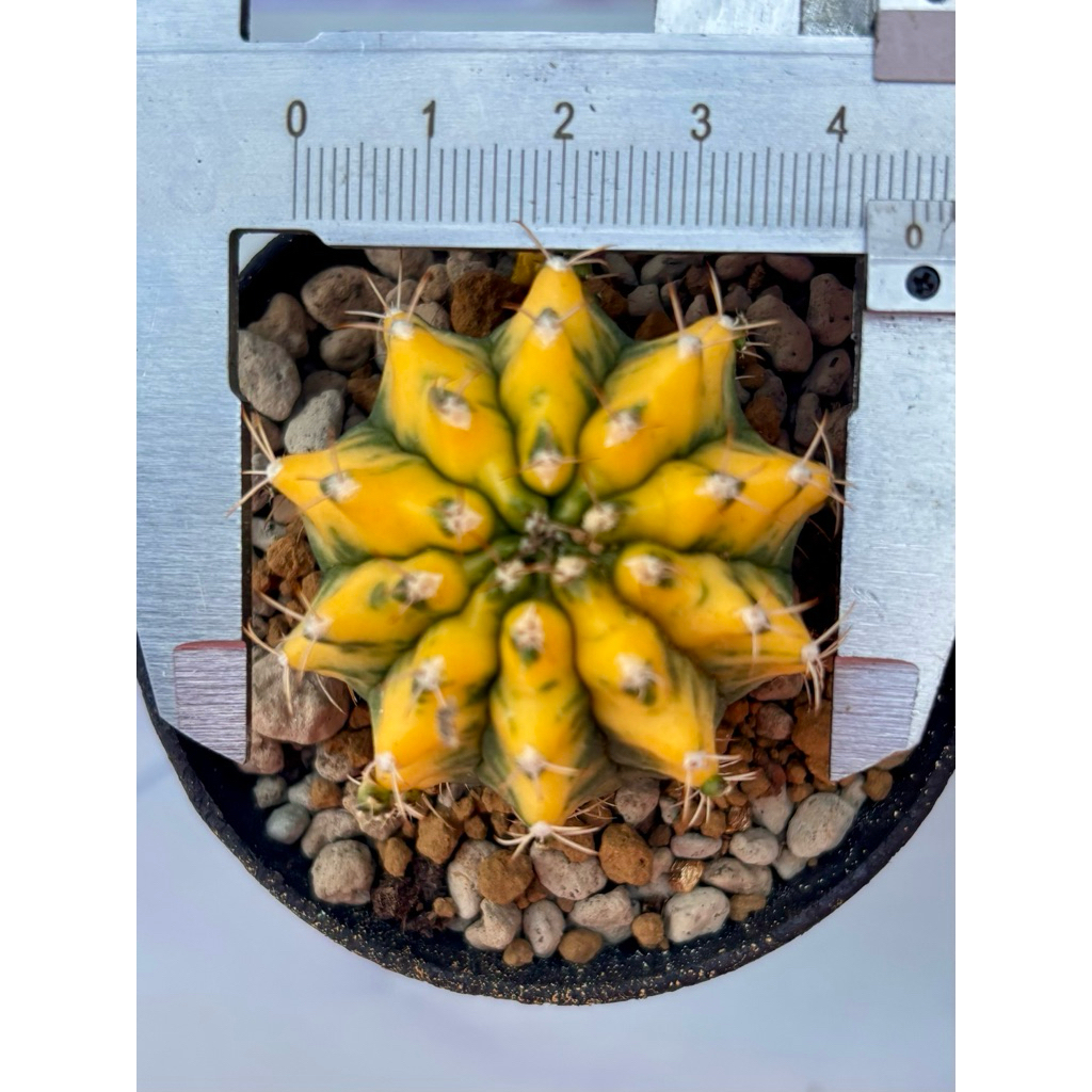 Termurah Kaktus Yellow Miha Var Rata Gymnocalycium Mihanovichii Variegata