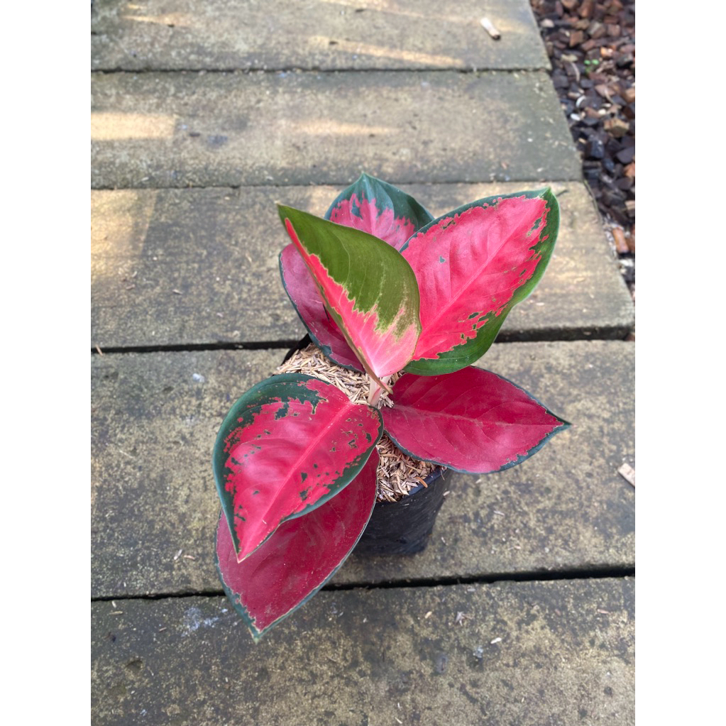 aglaonema suksom jaipong