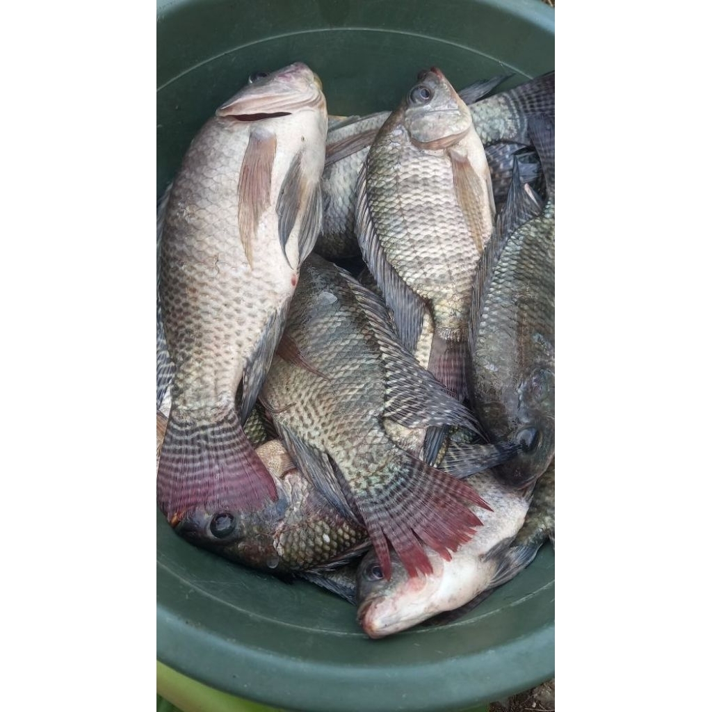 

IKAN NILA FRESH IKAN MUJAIR SEGAR | BERSIH