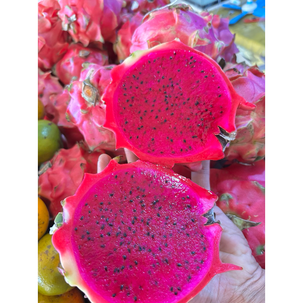 

Buah Naga (Dragon Fruit) Kualitas Super