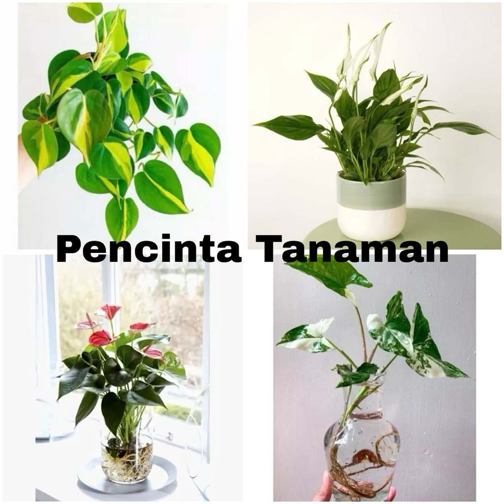 ( BISA COD ) Paket 4 Tanaman Hias Srigading Brazil - Spatufillum - Mickey mouse - Syngonium Variegat