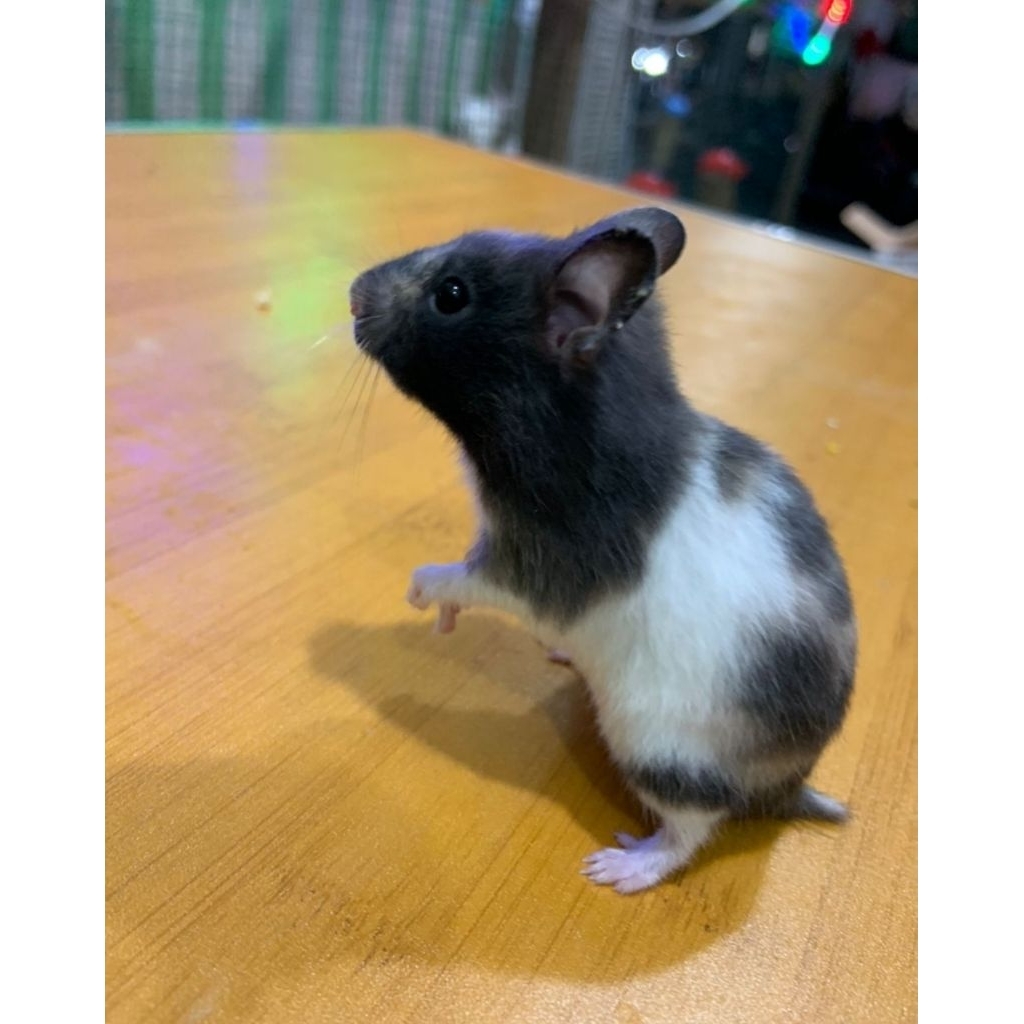 Syrian Varian Fujiyama-Trico-Torto-FullSpot Usia 3-5Bulan