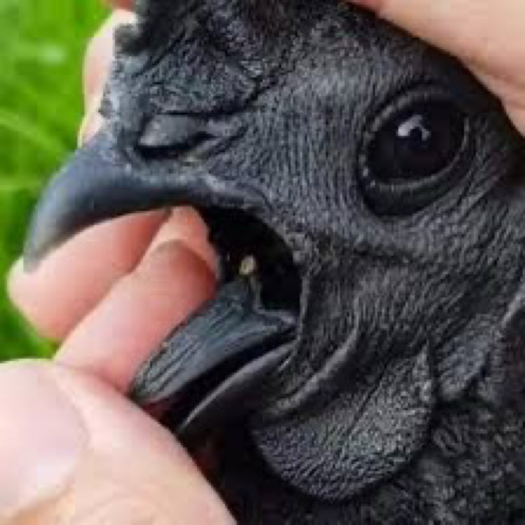 

TELUR FERTIL AYAM CEMANI LIDAH HITAM UNTUK DITETASKAN