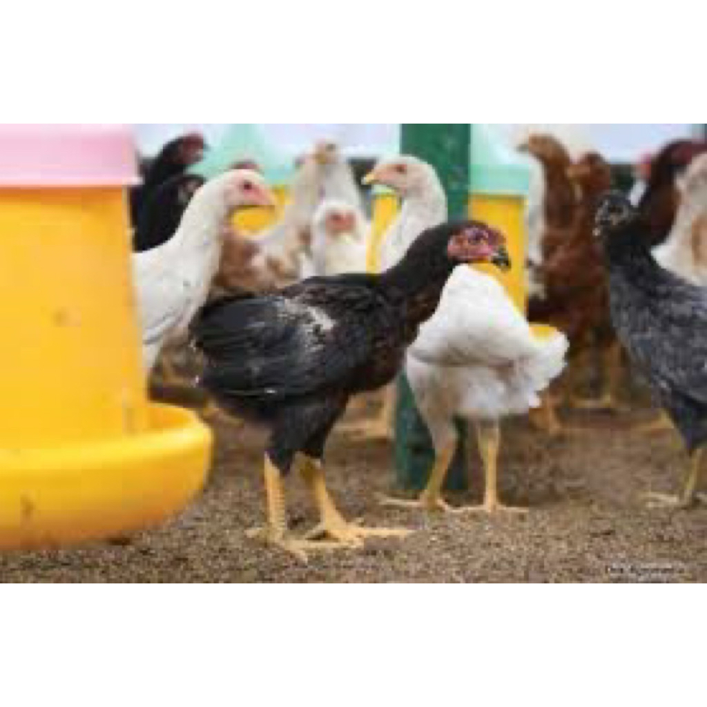 

TELUR FERTIL AYAM SENSI UNTUK DITETASKAN