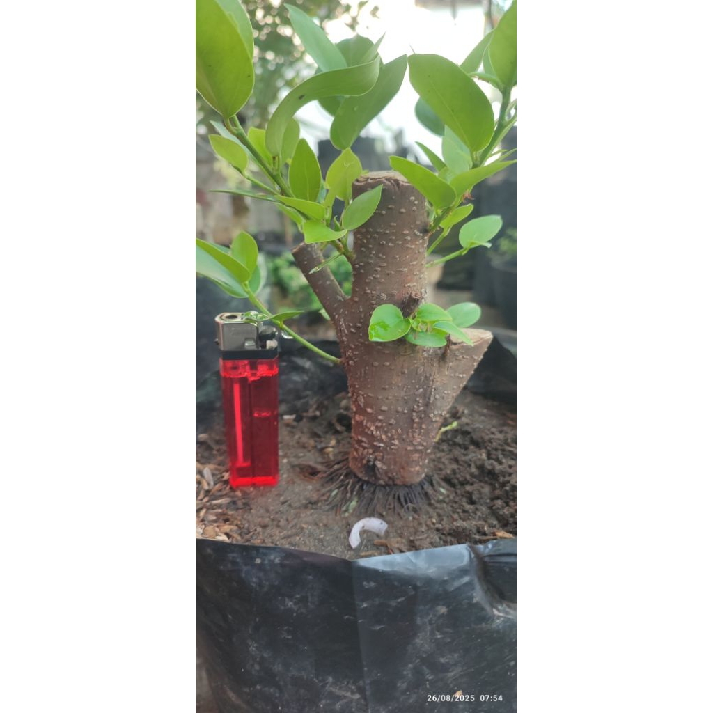 bahan bonsai iprik