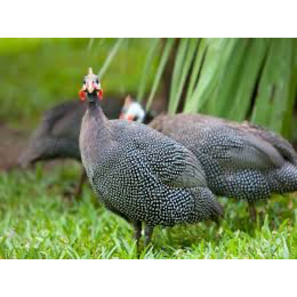 

TELUR FERTIL AYAM MUTIARA UNTUK DITETASKAN