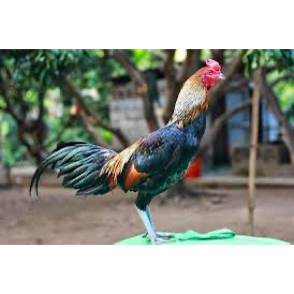 TELUR FERTIL AYAM BIRMA UNTUK DITETASKAN