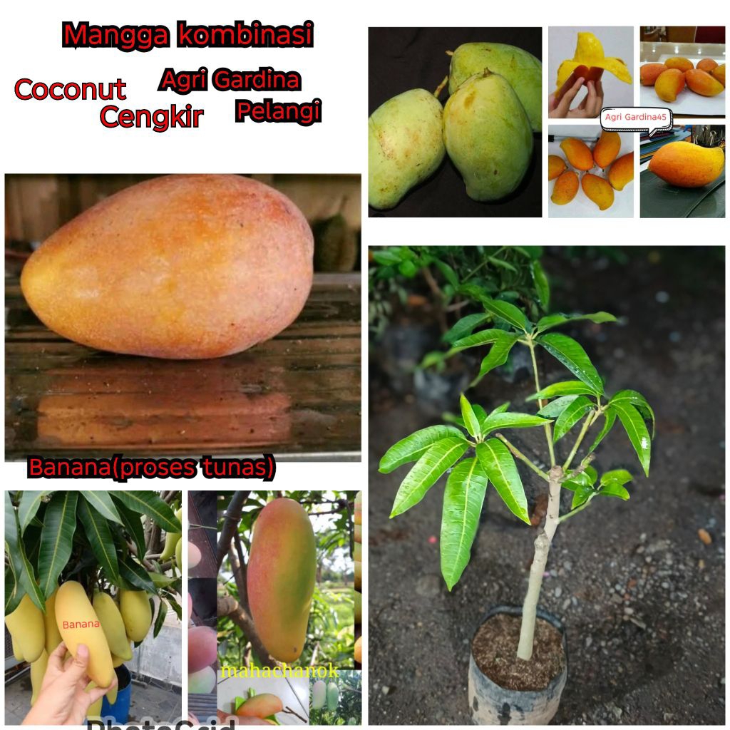 JBR bibit mangga kombinasi