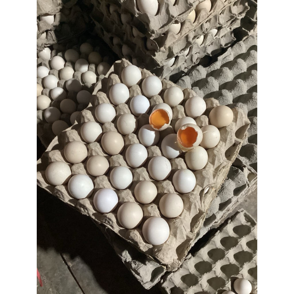 

TELUR FERTIL AYAM ARAB UNTUK DIKONSUMSI