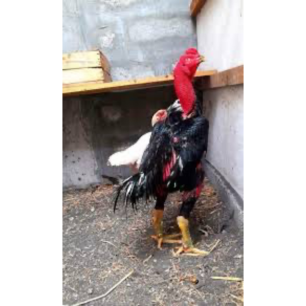 

TELUR FERTIL AYAM GANOI UNTUK DITETASKAN