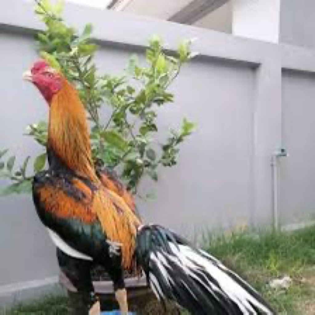 

TELUR FERTI AYAM EKOR LIDI UNTUK DITETASKAN