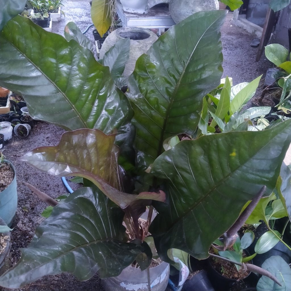 anturium Black Beauty