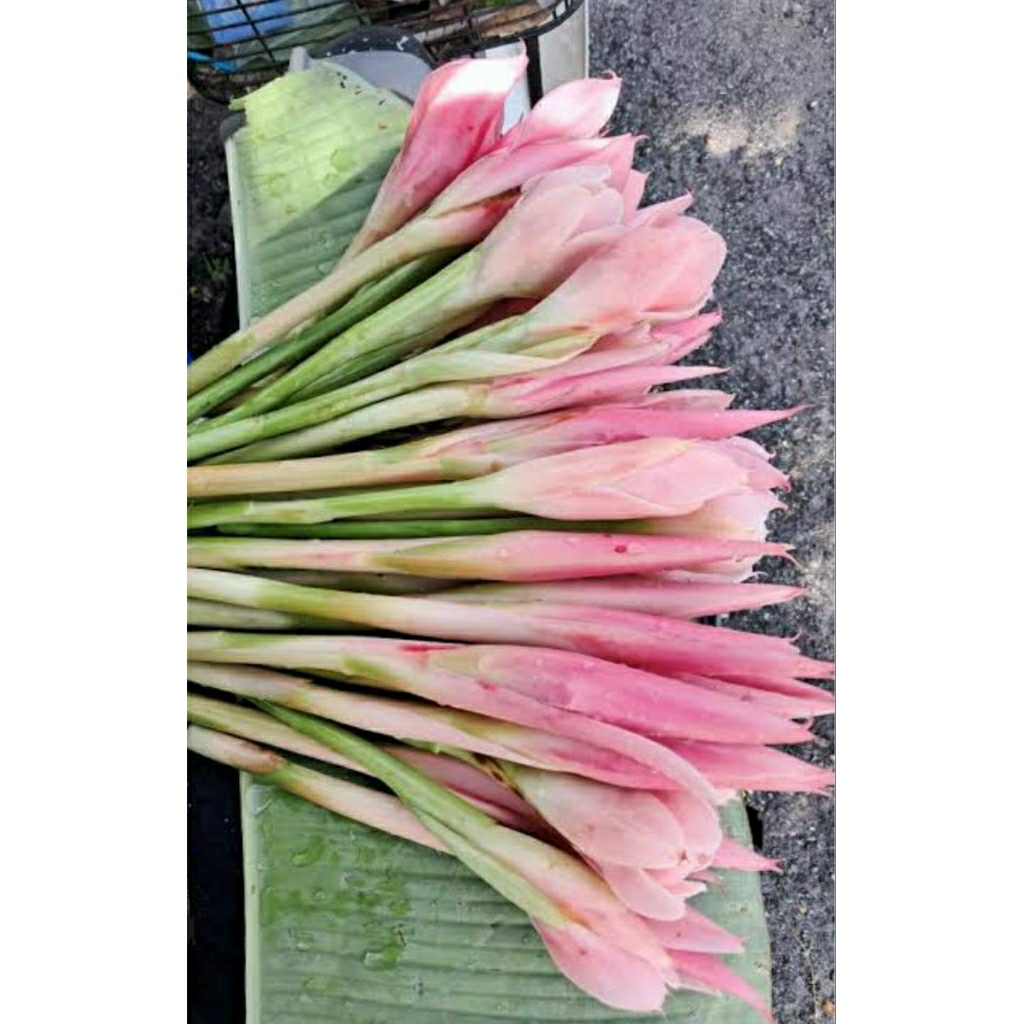 

BUNGA KECOMBRANG 250 GRAM