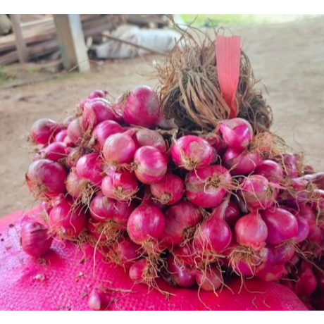 

Bawang Merah Super Premium Bumbu Masak Fresh Segar Murah