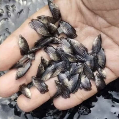 Bibit Ikan Gurame Senten / Ikan Gurame Senten Hidup