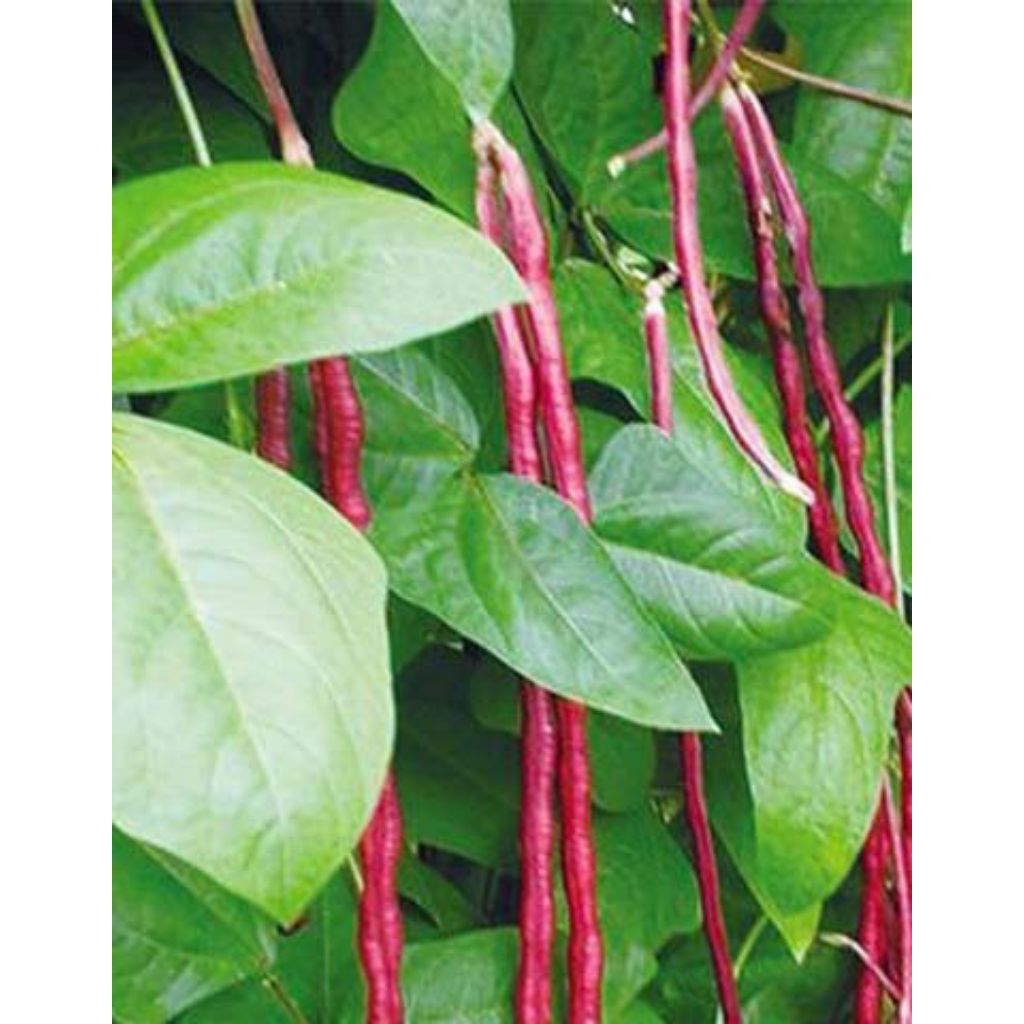 (10biji )||benih kacang panjang merah| kacang panjang merah unik|