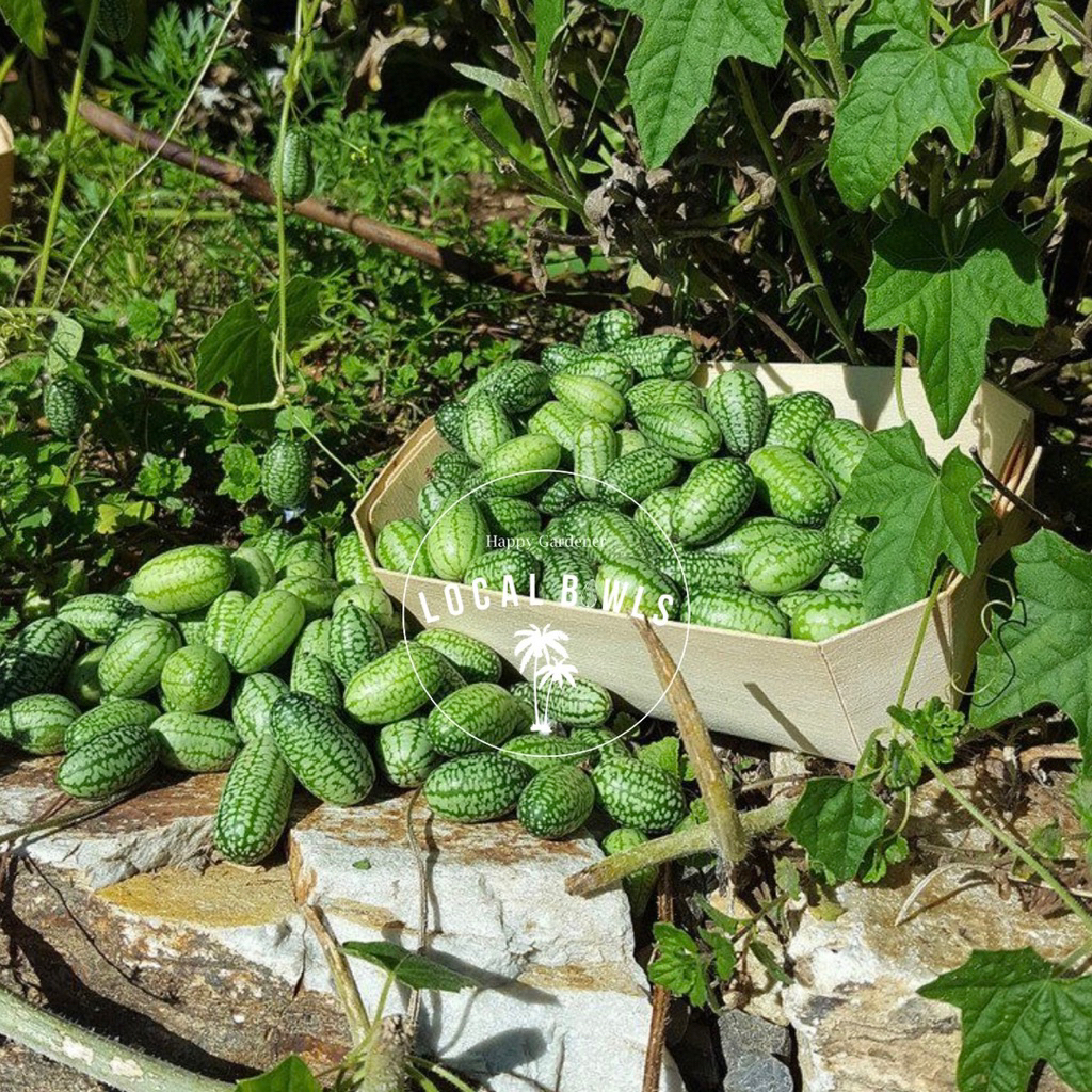 

biji benih cucamelon timun acar / pickles cucumber