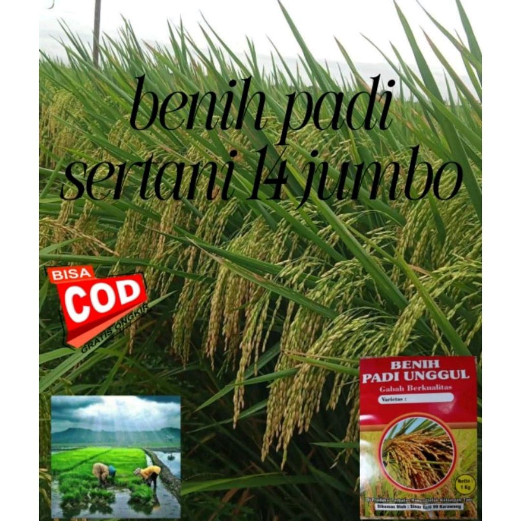 COD)BENIH PADI UNGGUL SERTANI 14 BENIH PADI  ORIGINAL 5KG