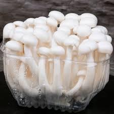 

[oddsolshop] pekanbaru/White Shimeji / Jamur Putih 150 gr