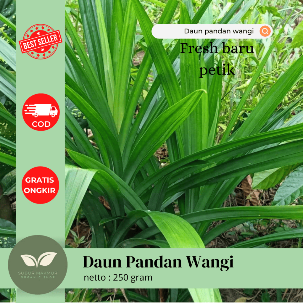 

1 Ikat Daun Pandan Wangi Asli Fresh Baru petik Dari kebun langsung / siap di pakai untuk campuran bahan makanan