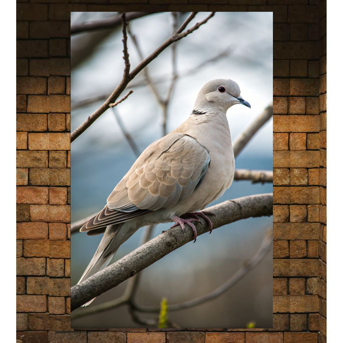 Poster Gambar Burung Hewan Perkutut Ukuran besar