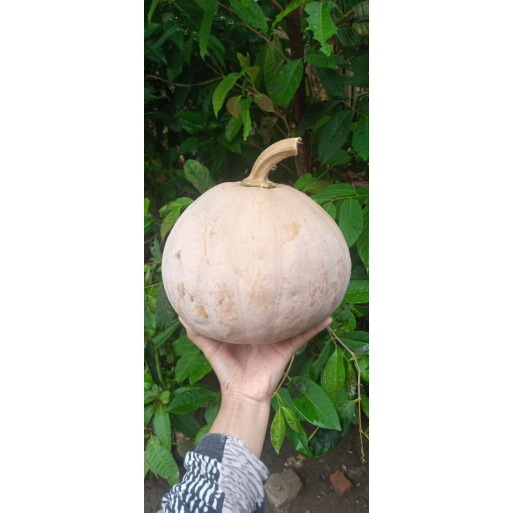 

WALUH KUNING ASLI BLITAR