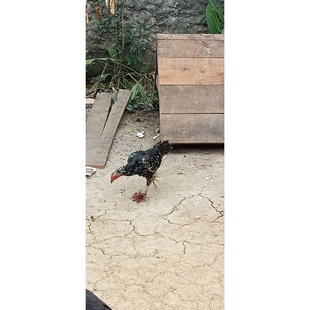 DOC ayam bangkok jenis Birma & Mangon ORIGINAL