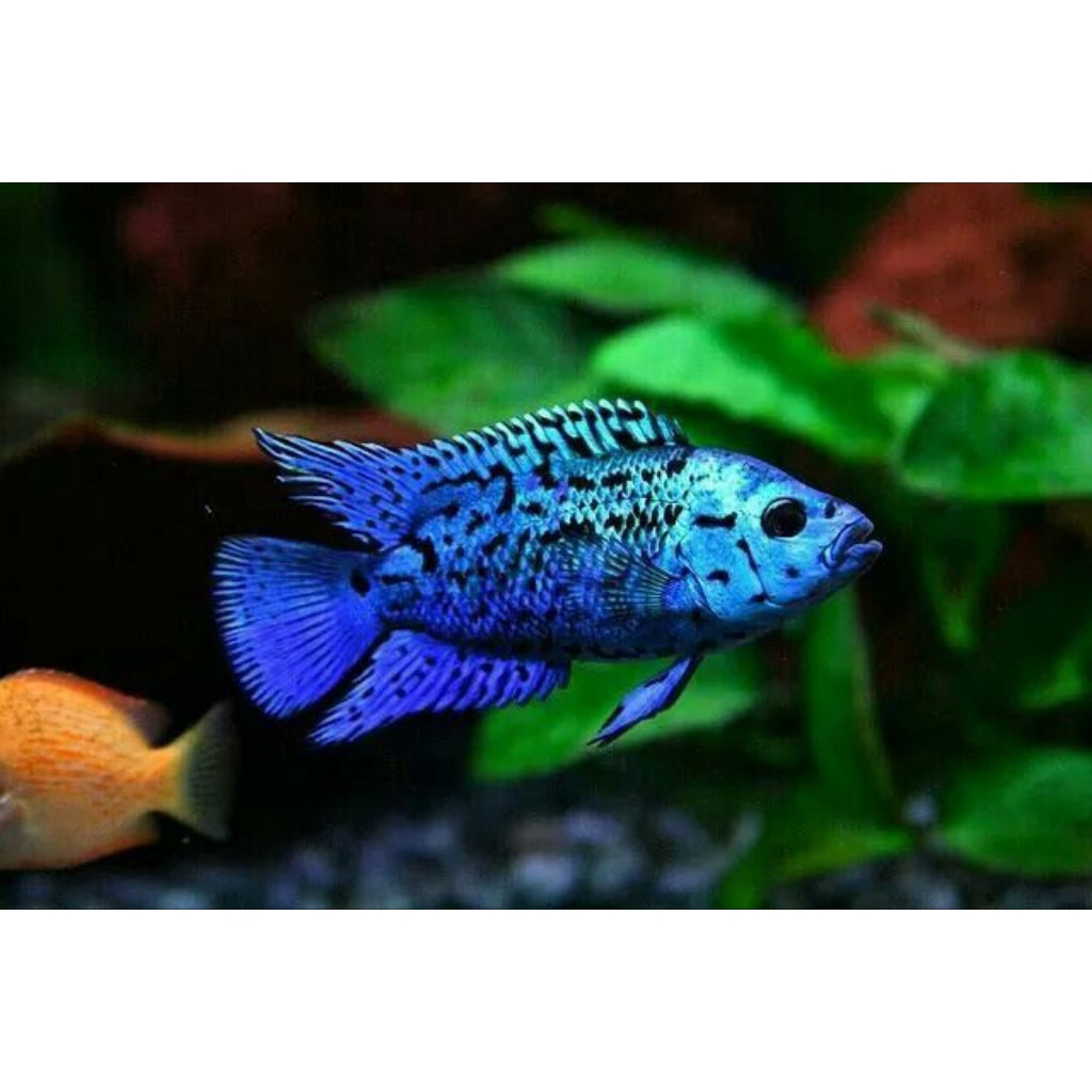 ebjd electric blue demsey cichlid
