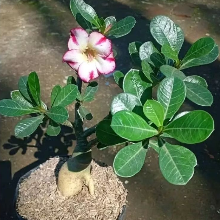 Adenium kamboja jepang bunga / Tanaman adenium kamboja jepang / Adenium bunga