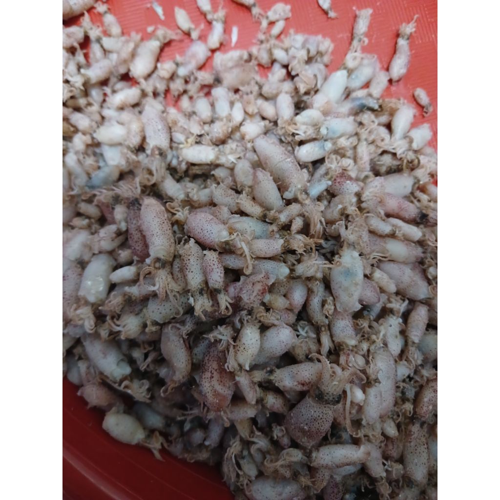 

BABY CUMI khusus PESANAN baby baby cumi 1000gr