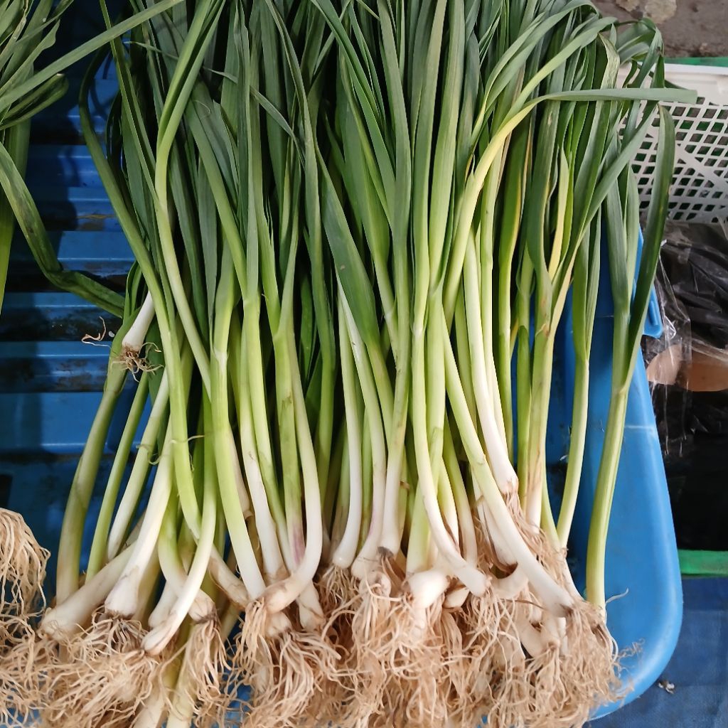 DAUN BAWANG SON FRESH 250GRAM