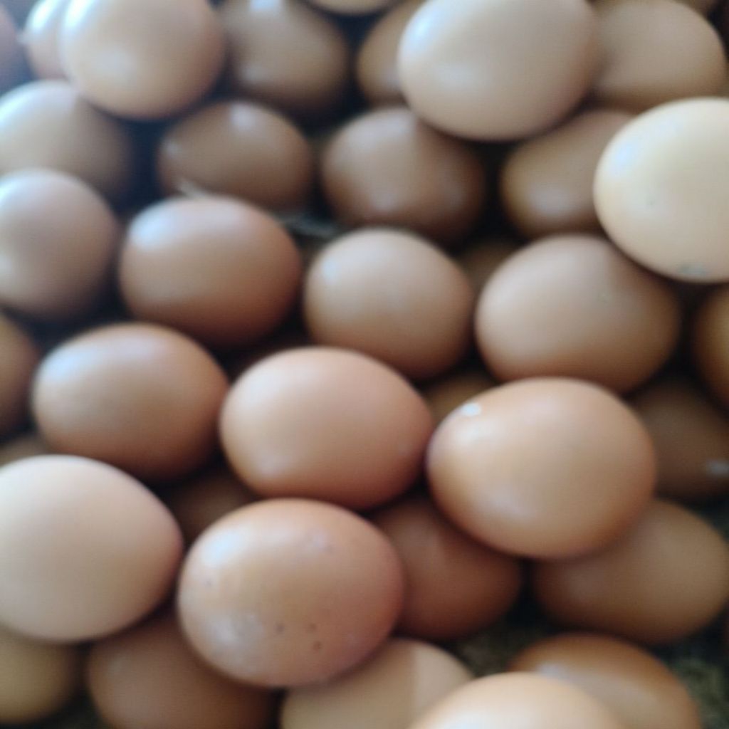 

telur ayam premium omega fresh 1kg