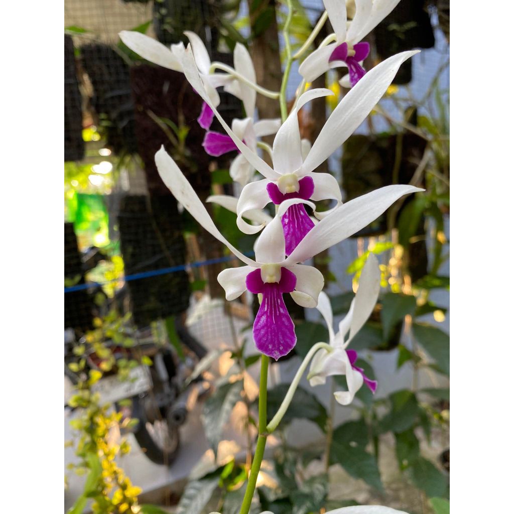 Dendrobium Mesangnil (knop wangi)